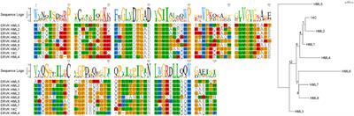 Related Endogenous Retrovirus-K Elements Harbor Distinct Protease Active Site Motifs